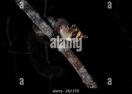 Pale Fork-marked Lemur - Phaner furcifer pallescens, beautiful nocturnal lemur from West Madagascar forests, Kirindy, Madagascar. Stock Photo