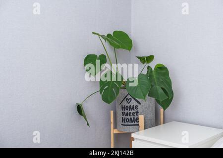 Monstera deliciosa or Swiss cheese plant in a gray flower pot stands on a wooden stand for planters on a gray background. Stylish and minimalistic urban jungle interior. Home plants care concept. Stock Photo