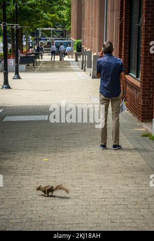 Man is on the phone with a squirrel passing by. Seeing a squirrel can mean that you can prepare yourself for something. Stock Photo