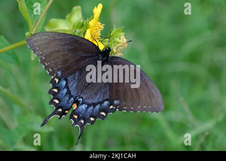 Female Eastern Tiger Swallowtail Butterfly Stock Photo