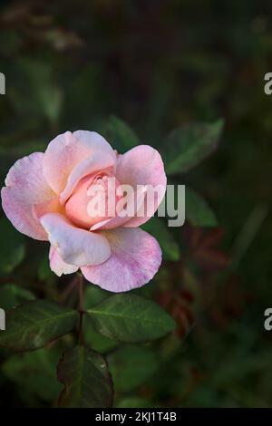 Pale  pink chinese rose in bloom seen up close Stock Photo