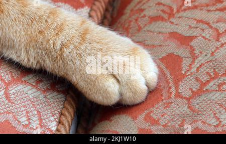 Close up of a ginger cats' paw. Stock Photo