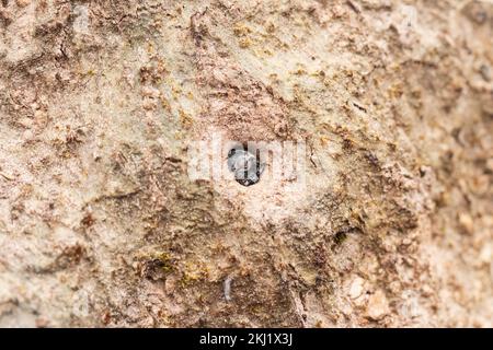 Green Tiger Beetle (Cicindela campestris) larva at burrow entrance. Stock Photo