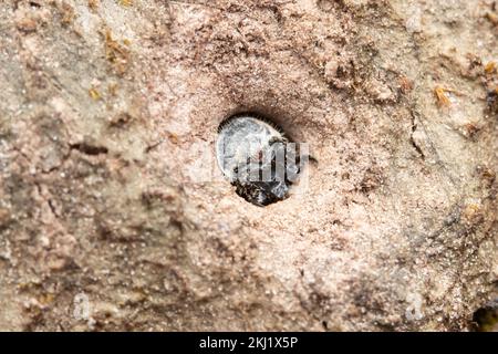 Green Tiger Beetle (Cicindela campestris) larva at burrow entrance. Stock Photo