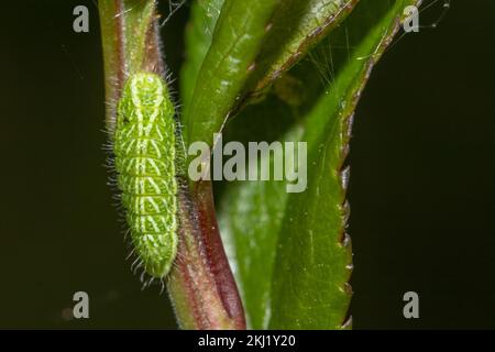 Brown Hairstreak (Thecla betulae) larva feeding on Blackthorn (Prunus ...
