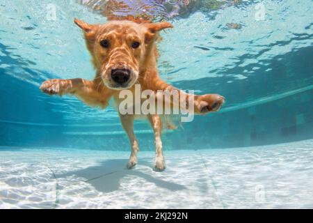 Underwater funny photo of golden labrador retriever puppy in swimming pool play with fun - jump, dive deep down. Activities, training classes with fam Stock Photo