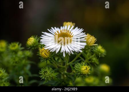 pretty white panicle aster with white petals and yellow centre Stock Photo