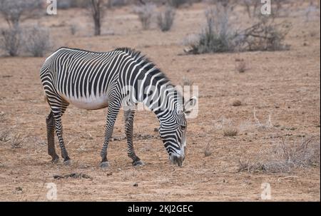 Grevy's zebra (Equus grevyi) seeking food during a drought in Samburu National Reserve, Kenya Stock Photo