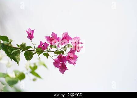Pink Paper Flower with white background, paper flower with isolated white background, Bougainvillea flower, Paper flower, Pink Bougainvillea flower is Stock Photo