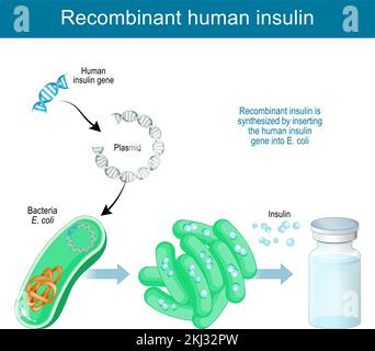 recombinant DNA technology. Recombinant human insulin is synthesized in laboratory by inserting a human insulin gene into Plasmid of bacteria E. coli Stock Vector