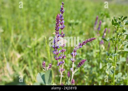 Purple flowers of Woodland sage, Common sage with butterfly in the garden. Summer and spring time. Stock Photo