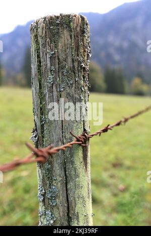 Old weathered wooden fence post with rusty barbed wire Stock Photo