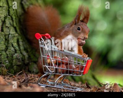 European red squirrel is collecting hazelnuts in a shopping trolley. Stock Photo