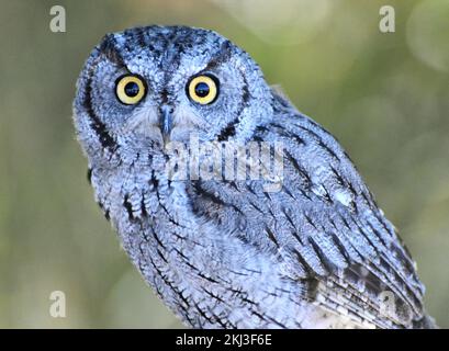 Western Screech Owl (Megascops kennicottii) sitting on a tree branch in Tucson, Arizona Stock Photo