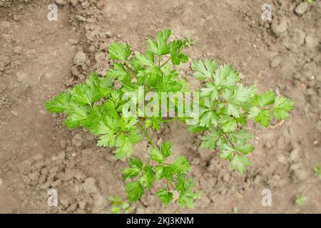 Flat-leaved parsley. Petroselinum crispum. parsley leaves. Green leaves. Parsley growing in the garden Stock Photo