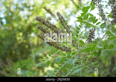 Purple flowers of False indigo bush (Amorpha fruticosa), Lead Plant in the garden. Summer and spring time. Stock Photo