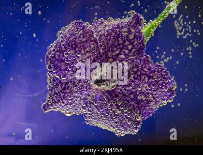 orchid flower under water with bubbles on petals Stock Photo