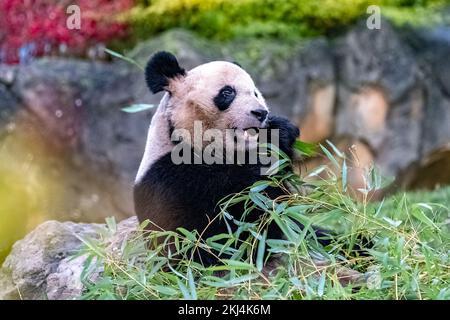 Young giant panda eating bamboo in the grass, portrait Stock Photo