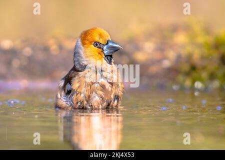 Hawfinch (Coccothraustes coccothraustes),male bird of this great colorful songbird, sitting in water, green blurred background, orange head with massi Stock Photo