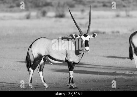 Oryx antelope (Gemsbok) posing in the harsh Kalahari desert. black and white Stock Photo