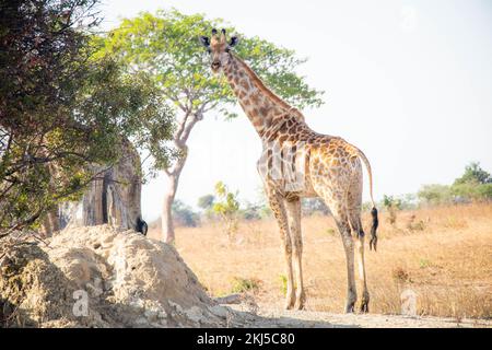 Giraffe and Wildlife of Zambia Africa in Chaminuka National Park Stock Photo