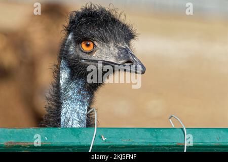 An emu looks outside its cage Stock Photo