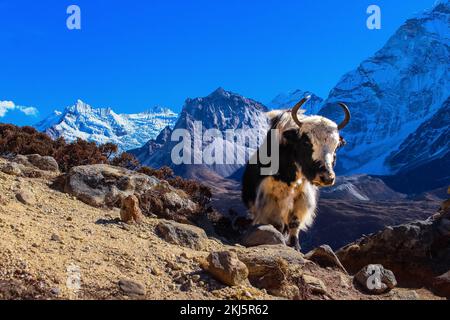 Yak Himalayan Cow carrying essential goods in the Everest Base Camp with Ama Dablam Mountain dengboche in the background. Stock Photo