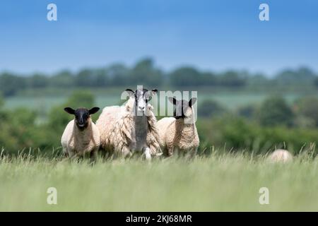 North of England Mule ewes with Suffolk sired lambs at foot, Somerset, UK Stock Photo