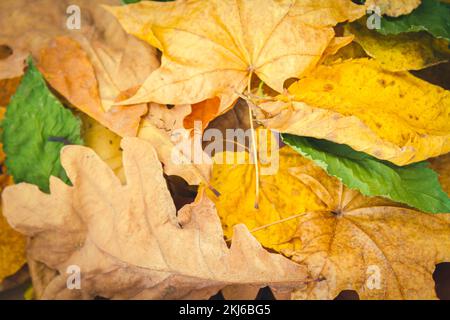 Backdrop of dry yellow autumn leaves in bright sunlight of autumn sun.. Stock Photo