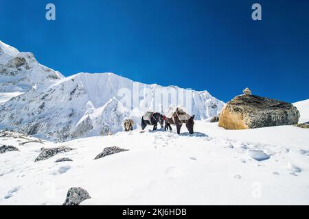 Donkeys carrying essential supplies up the snowy mountains in the Larke Pass of Manaslu Circuit Trek in the Himalayas, Nepal Stock Photo