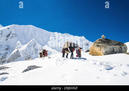 Donkeys carrying essential supplies up the snowy mountains in the Larke Pass of Manaslu Circuit Trek in the Himalayas, Nepal Stock Photo