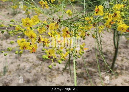 Palo verde blossoms at Big Bend National Park in Texas Stock Photo