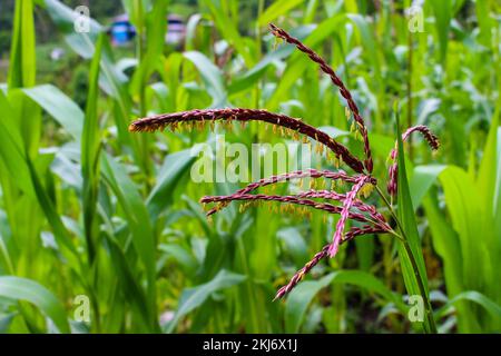Rice field. Closeup of red paddy rice field in Nepal. Beautiful close up of organic rice fields Stock Photo