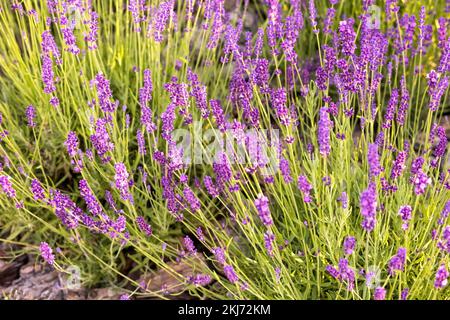 Purple lavender bushes grow on a flower bed in the garden on a sunny summer day Stock Photo
