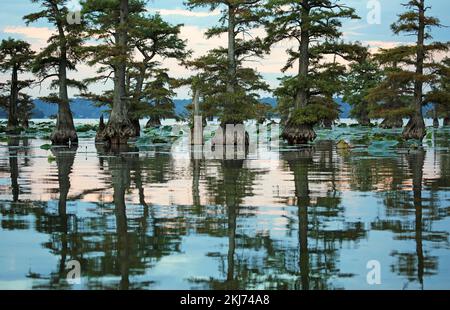 Reelfoot lake tennessee hi-res stock photography and images - Alamy