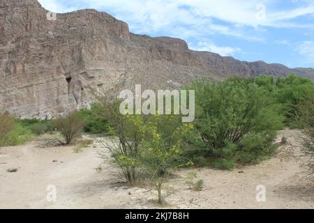 Palo verde tree blooming at Big Bend National Park with cliffs behind it and blue sk Stock Photo