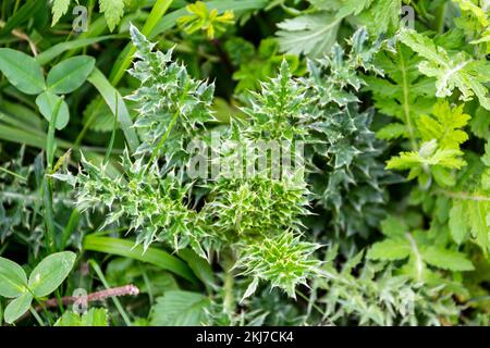 Nodding thistle (Carduus nutans) green spiny leaves close-up view in Khvamli Mountain range in Georgia. Stock Photo