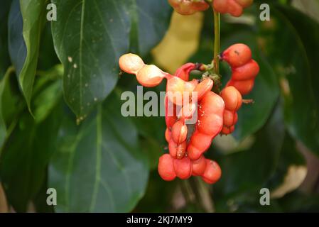 Close up of invasive poisonous Electric Ants feeding on red seed pods of the Archidendron lucyi tree in the Cattana Wetlands of Cairns, Australia. Stock Photo