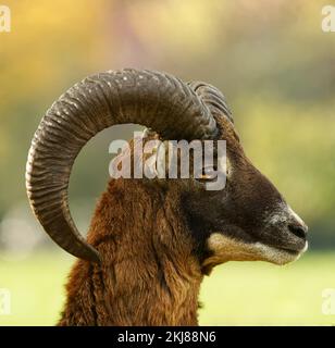 Close-up head profile portrait of an adult male mouflon with massive horns in the fall season. European mouflon, ovis aries musimon. Stock Photo