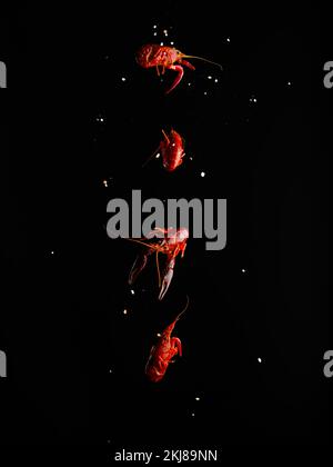 Crayfish in frozen flight on a black background with grains of salt. Original culinary composition. Cooking, recipes for cooking seafood. There are no Stock Photo