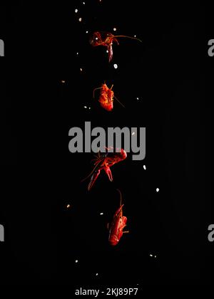 Original culinary composition. Boiled crayfish and grains of salt in a frozen flight on a black background. Delicious and healthy seafood. Healthy lif Stock Photo