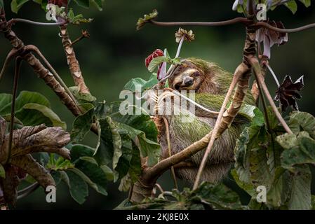 3 toed brown throated sloth smiling and hugging a tree