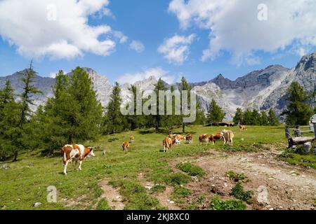 cows grazing on a sunny summer day in the alpine valley by the foot of Dachstein mountain in the Schladming-Dachstein region of the Austrian Alps Stock Photo