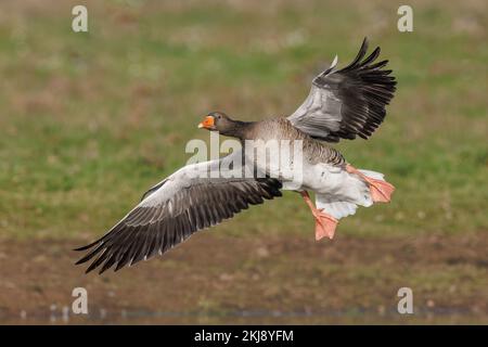 Greylag Goose coming in to land Stock Photo