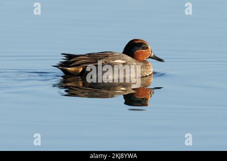 Drake Teal on water with reflection Stock Photo