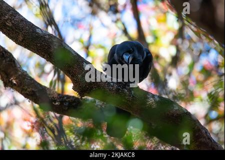 Large-billed Crow or Corvus macrorhynchos perches on a tree Stock Photo
