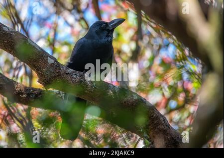 Large-billed Crow or Corvus macrorhynchos perches on a tree Stock Photo