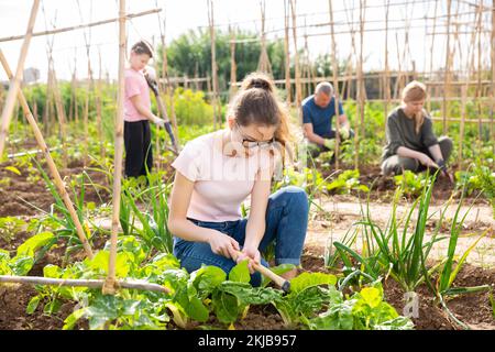 Teenage girl working with family in vegetable garden Stock Photo