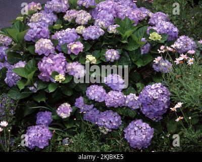 PURPLE HYDRANGEA BUSH IN FULL FLOWER. (HYDRANGEA MACROPHYLLA) Stock Photo