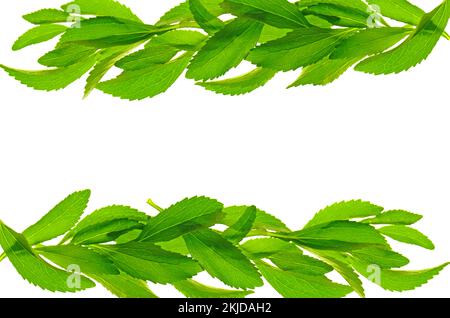 Sweetener packaging mockup.Stevia rebaudiana. frame of stevia leaves isolated on white background. Dietary natural sweetener Stock Photo